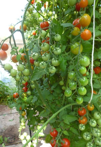 Dolce Vita Organic Cherry Tomato Seeds, professional pack, 100 Seeds TS287T