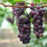 Mixed Sweet Seedless Grape Fruits, 15 seeds, juicy flesh sweet and delicious green red dark purple fruits E3685