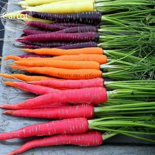 Rare Heirloom Daucus Carota Mixed Carrot Organic Vegetables, 100 seeds, white purple yellow pink mixed seeds E3819