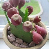 Rare Green Cactus with red flowers Prickly Pear Succulent Plants, 10 Seeds, edible ornamental bonsai cacti E3836
