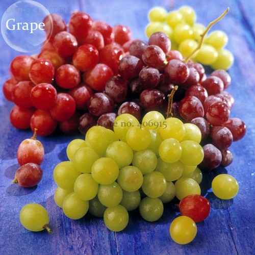 Mixed Grape Vitis Vinifera Vine Delicious Fresh Fruit, 15 seeds, organic grape fruits E3773