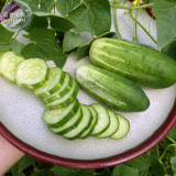 BELLFARM Stinging Gherkin Little Cucumber Hybrid F1, 50 seeds, delicious for early pickling cornichon E3874