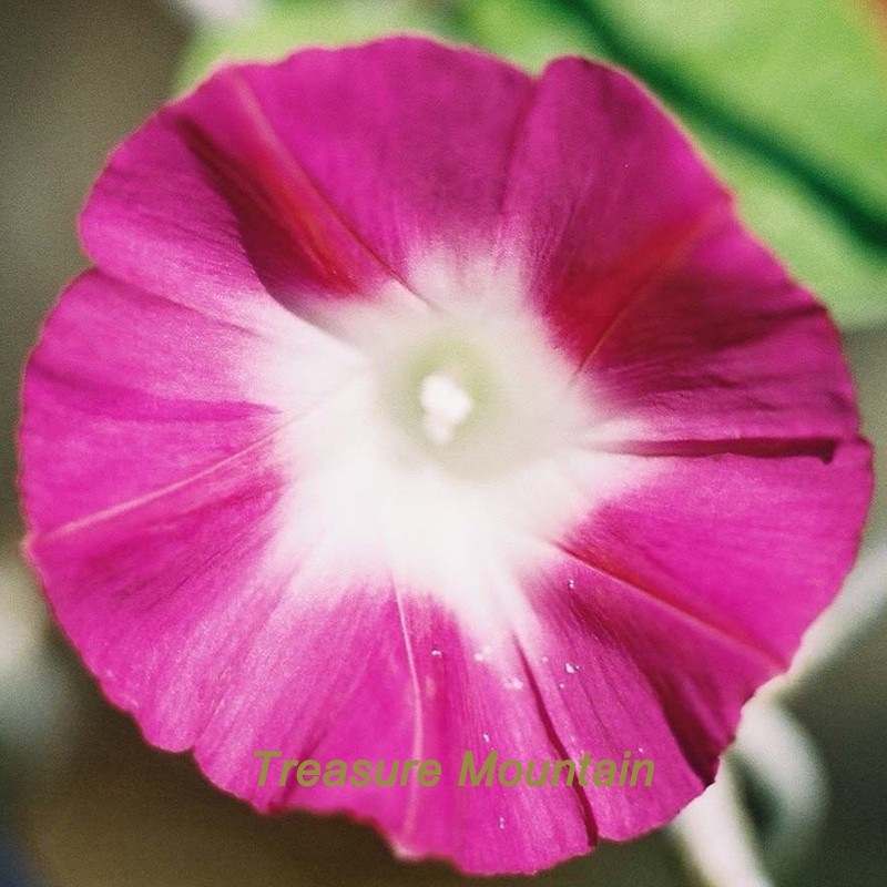 US$ 1.45 - 1 Professional Pack, 50 seeds / pack, Red Morning Glory ...