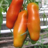 Rare Auria Adam Tomato Hybrid Seeds, Professional Pack, 100 Seeds / Pack, Tasty Sweet Fruits