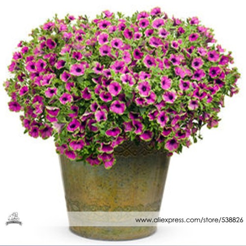 Rare Picasso Petunia Flower Seeds, Professional Pack, 100 Seeds / Pack, Beautiful Garden Bonsai Petunia #NF658