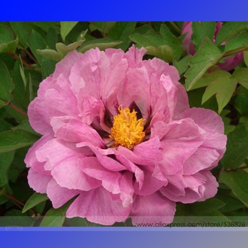 New Big Blooming Pink Tree Peony Flower Seeds, Professional Pack, 5 Seeds / Pack, Light Fragrant Rare Flower #NF701