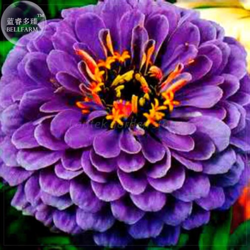 BELLFARM Rare Zinnia Seeds, 50 Seeds, Professional Pack, giant  youth-and-old-age E4189