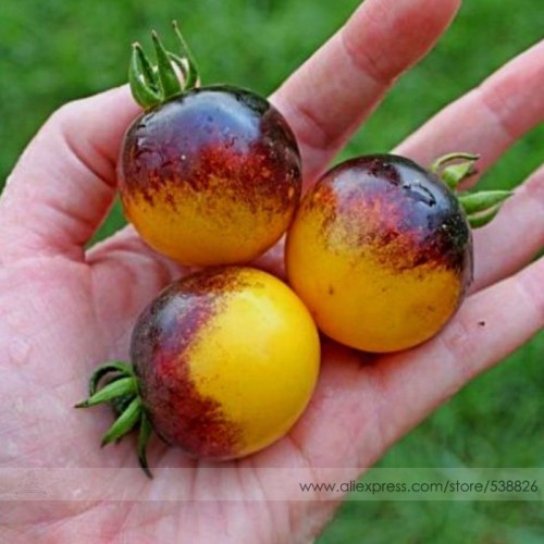 Very Rare Bumble Bee Heirloom Tomato Seeds, Professional Pack, 100 Seeds / Pack, Low Acid Organic Tomato 100% Tree Seeds #NF571