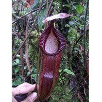 Nepenthes Bongso Seeds, professional pack, 2 Seeds, bonsai black nepenthes mirabilis TS320T