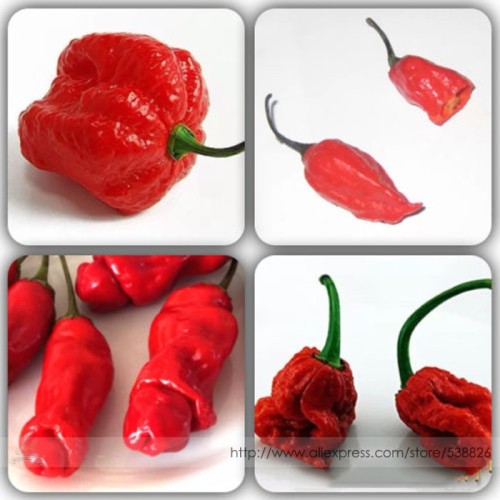 Scorpion Carolina Reaper Jolokia Peter Pepper Mixed Chilli Seeds, Professional Pack, 100 Seeds / Pack #NF978