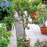 BELLFARM Dwarf Cherry Tree Self- Fertile Fruit Tree Bonsai Seeds, 10 seeds, professional pack, giant dark red sweet fruits
