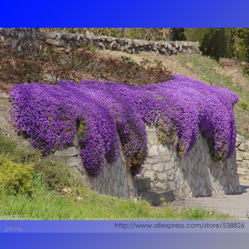 Cascade Purple Aubrieta Flower Seeds, Professional Pack, 250 Seeds * 1 Pack, Perennial Groud Cover Deer Resistant #NF908