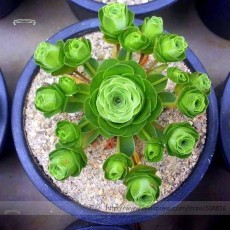 Rare Heirloom Cluster of Greenovia Drodentalis Succulent Bonsai Seeds, Professional Pack, 10 Seeds / Pack, 100% True Variety