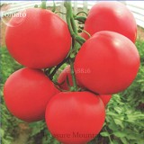 Heirloom Big Pink Rosy Tomato Hybrid Vegetable Seeds, Professional Pack, 100 Seeds / Pack, Anti ty Big sized fruits
