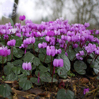 'Qiguaidao' Purple Eastern Cyclamen Seeds, 5 seeds, professional pack, a must for garden diy plant E4121