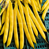 BELLFARM 8+ Bush Beans Yellow Wax Bean Seeds, organic vegetables BD055H