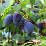 BELLFARM Purple Plum Bonsai Fruits, 35pcs 'seeds', soursweet middle with dusty-white waxy coating great for garden planting