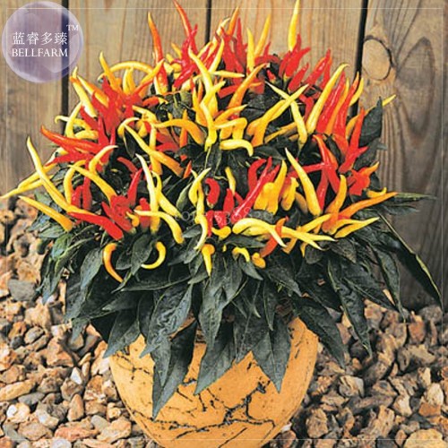 Heirloom Medusa Ornamental Pepper Capsicum annuum, 20 Seeds, Professional Pack, colorful  bonsai peppers TS361T