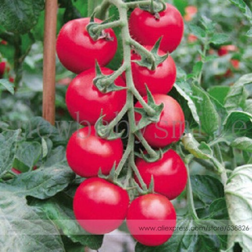Rare Sweet Pink Cherry Tomato Organic Seeds, Professional Pack, 100 Seeds / Pack, Fruit Vegetable HIGH NUTRIENT #NF725