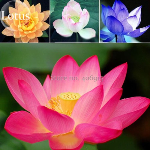 Rare Mixed 9 Colors Nelumbo nucifera Lotus Flowers, 10 Seeds, new long flowering attractive butterfly light up your garden E3659