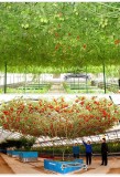 1 Original Pack, 5 seeds / pack, Perennial Tomato Giant Trees, Outdoor Greenhouse Available, Heirloom Tomato Seeds