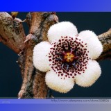 Stapelianthus Arenarius Perennial Woody Plant Rare Seeds, Professional Pack, 20 Seeds / Pack #NF948