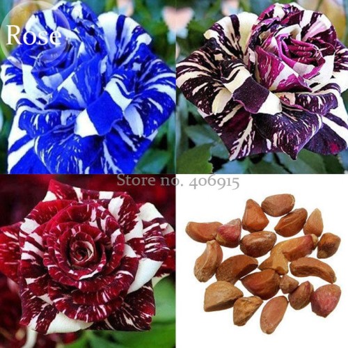 Rare Mixed 3 Types of Heirloom Rose Shrubs, 50 Seeds, blue brown dark red colors flowers E3660