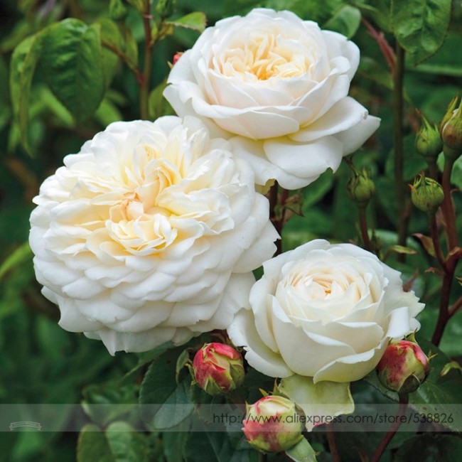 Rare 'Tranquillity' Radiant Ravishing Pure White Fragrant Rose Flower Seeds, Professional Pack, 50 Seeds / Pack, Easy to Grow