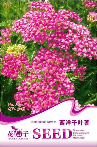 RedAchilleaMillefoliumCommonYarrowFlowerSeeds,OriginalPack,50Seeds/Pack,PerennialPlants#A192