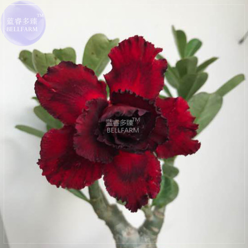 BELLFARM Adenium Blackish Dark Red Desert Rose Flower Seeds, 2 seeds, professional pack, 5-layer big blooms home garden flowers