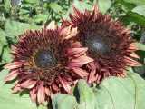 BELLFARM Sunflower 'Double Dandy' Seeds, professional pack, unique semi-double petal type with mauve color