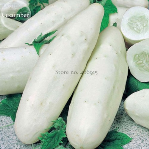 White Cucumber Cucumis Sativus, 20 Seeds, tasty edible organic vegetable fruit home garden plant E3784