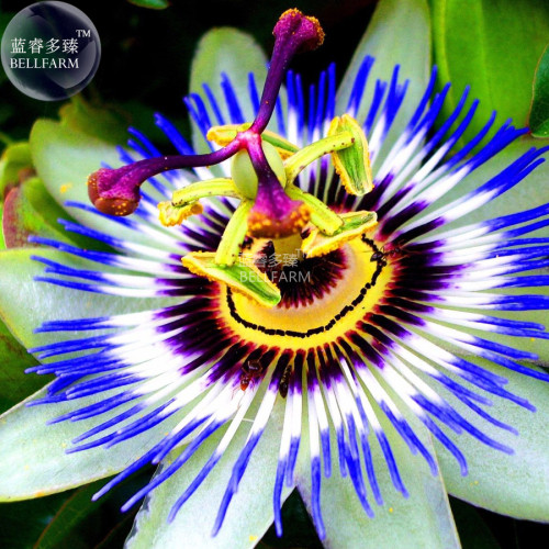 Wallpaper Us 1 59 Bellfarm Passiflora Caerulea Passion Fruit Flowers HD