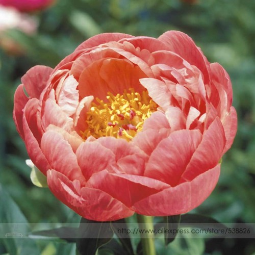 Rare Breathtaking Semidouble Coral Charm Peony Tree Flower Seeds, Professional Pack, 5 Seeds / Pack, Hardy Garden Plants #NF794
