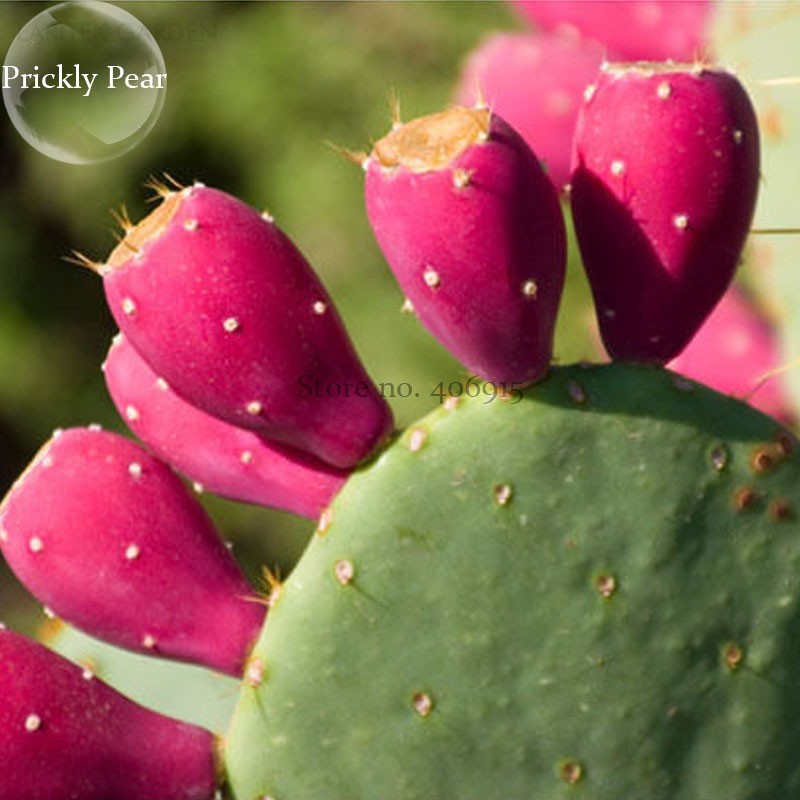 US$ 0.99 - Rare Green Cactus with red flowers Prickly Pear ...