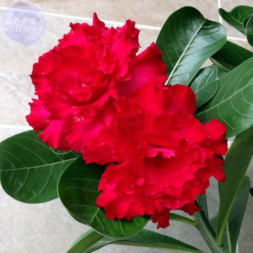 BELLFARM Fresh Red Adenium Desert Rose Bonsai Seeds, 2 seeds, professional pack, fire red 5-layer plicated petals E4330U