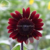 Middle-sized Red Fortune Sunflower Bonsai, 15 Seeds, 100% genuine ruddy sunflowers light up your garden E3637