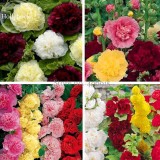 Perennial Colorful Corrugated Hollyhock, 20 Seeds,attractive butterfly beautify the environment light up your garden E3612