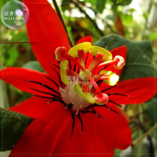 BELLFARM Passiflora coccinea Red Passion Flower Seeds, 30 seeds, professional pack, big red blooms home garden E4340U