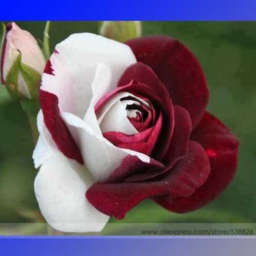 Rare Heirloom White Shrub Flower True Seeds, Professional Pack, 50 Seeds / Pack, Light Fragrant Flowers #NF718