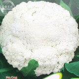 BELLFARM Chinese Broccoli Green Purple White Cauliflower Bonsai Vegetables, 20pcs 'Seeds'/original pack Brokkoli Home Garden