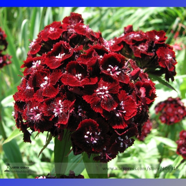 Heirloom Dianthus Dark Red Sweet William Annual Flower Seeds, Professional Pack, 200 Seeds / Pack E3309