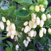 BELLFRAM White Habanero Pepper Seeds, 20 Seeds, Professional Pack, Peruvian white Habanero hot Chili E4151