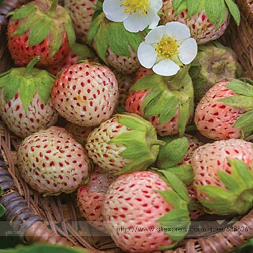 Light Red Pineberry with White Berries Seeds, Professional Pack, 100 Seeds / Pack, Vigorous Plants #NF981