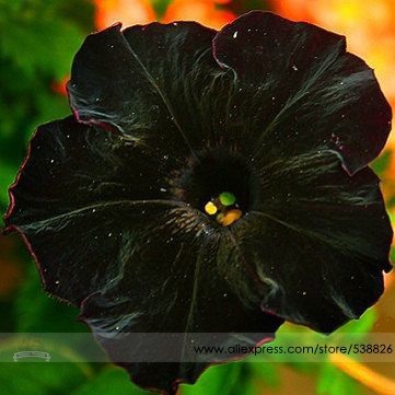 Rare Super Black Cat Petunia Flower Seeds, Professional Pack, 100 Seeds / Pack, New Annual Bonsai Petunia #NF660