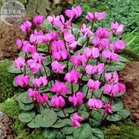 'Xianv' Pink Cyclamen Seeds, 5 seeds, professional pack, a must for garden diy plant E4122