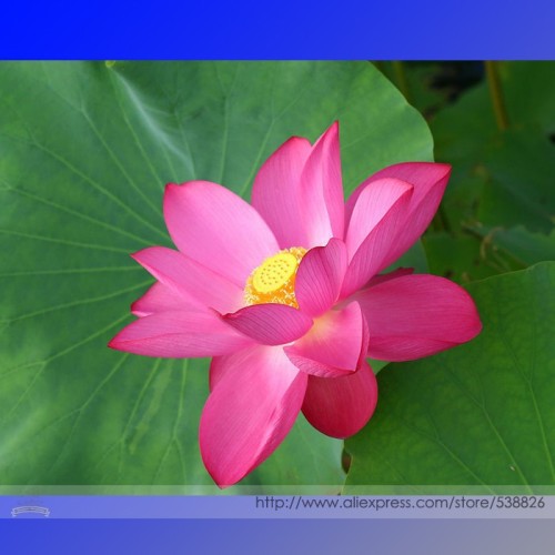 Heirloom 'Hong Guniang'  Red Lotus (Nelumbo Nucifera) Seeds, Professional Pack, 1 Seed / Pack, Very Fragrant Flowers #TS027
