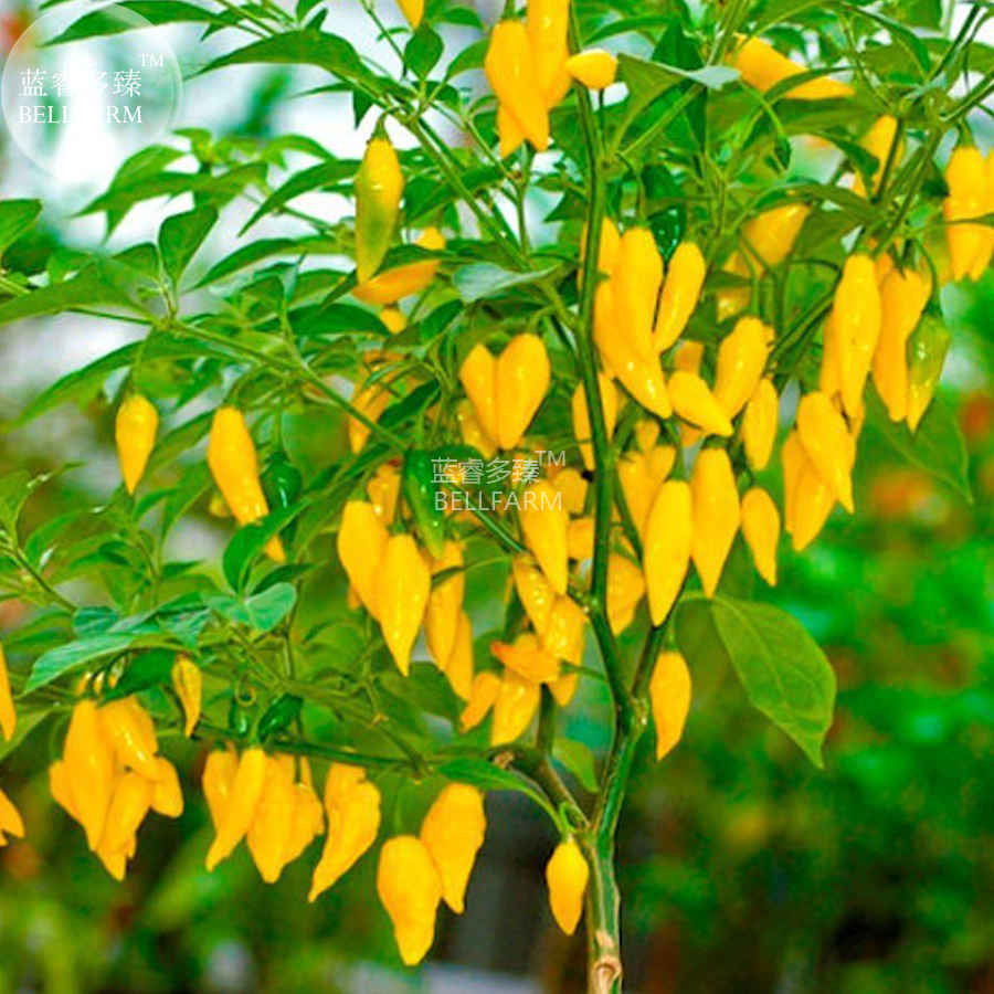 BELLFARMChilliPeruvianLemonYellowHotPepperSeeds,15seeds,rareSouthAmericancitrusflavouredchilli