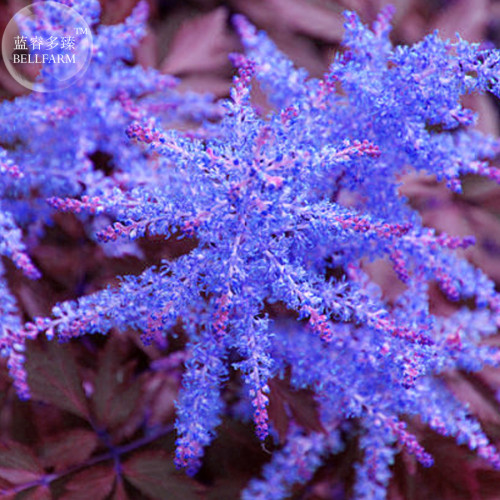 BELLFARM Dark Blue Astilbe Chinensis Perennial Flower Seeds, 100 seeds, rare heirloom home garden flowers E4337U