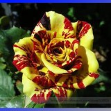 Heirloom Gannan Yellow Red Rose Shrub Flower Seeds, Professional Pack, 20 Seeds / Pack, Strong Fragrant Flower #NF902